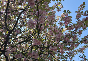 Wycieczka do ogrodu botanicznego Wiewiórek, Jeży i Lisów