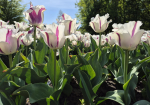 Wycieczka do ogrodu botanicznego Wiewiórek, Jeży i Lisów