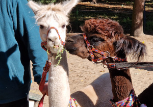 Alpaki w naszym przedszkolu.