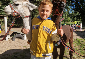 Alpaki w przedszkolu grupa III.